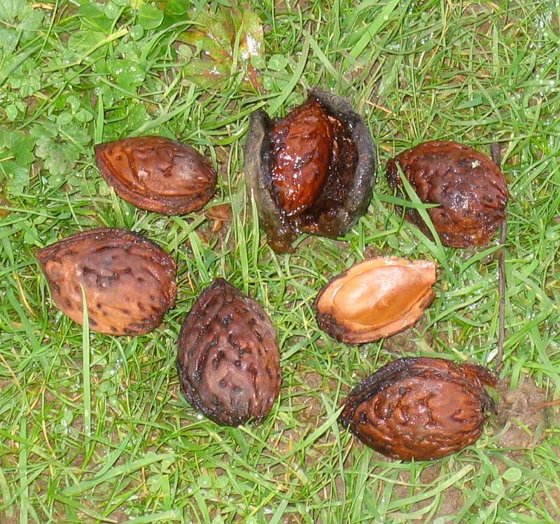 Almonds from a churchyard tree 01